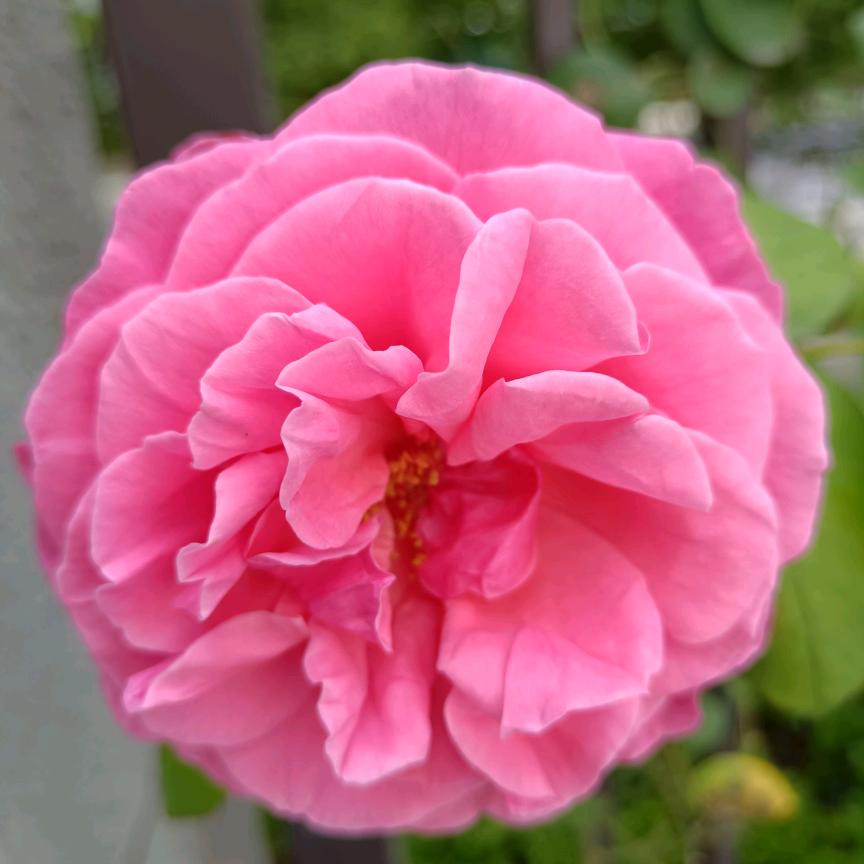 陈阿姨的生活随记