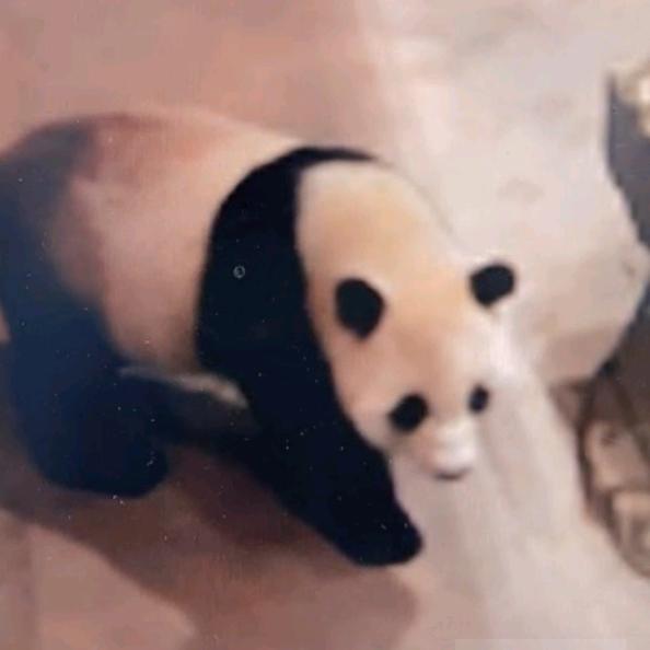 愿美香添添崽崽平安