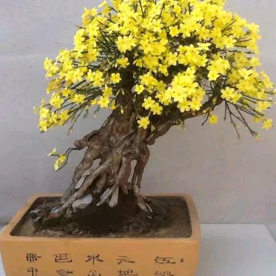 H：《人生在于拼搏》