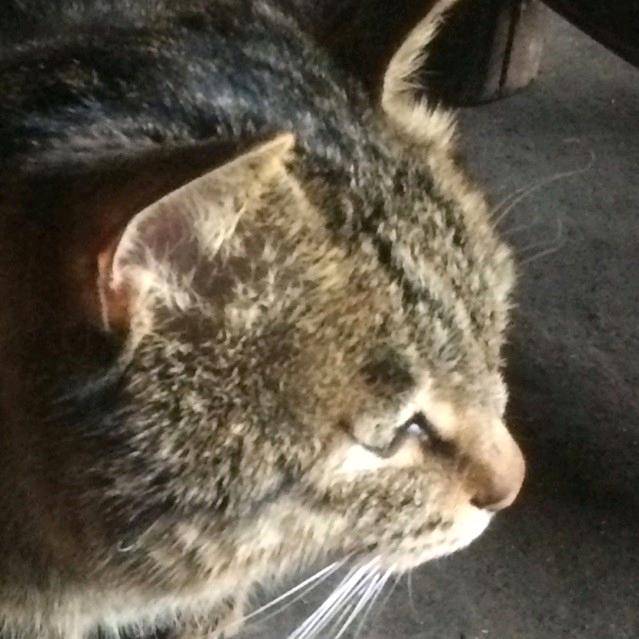 小鱼儿🐟