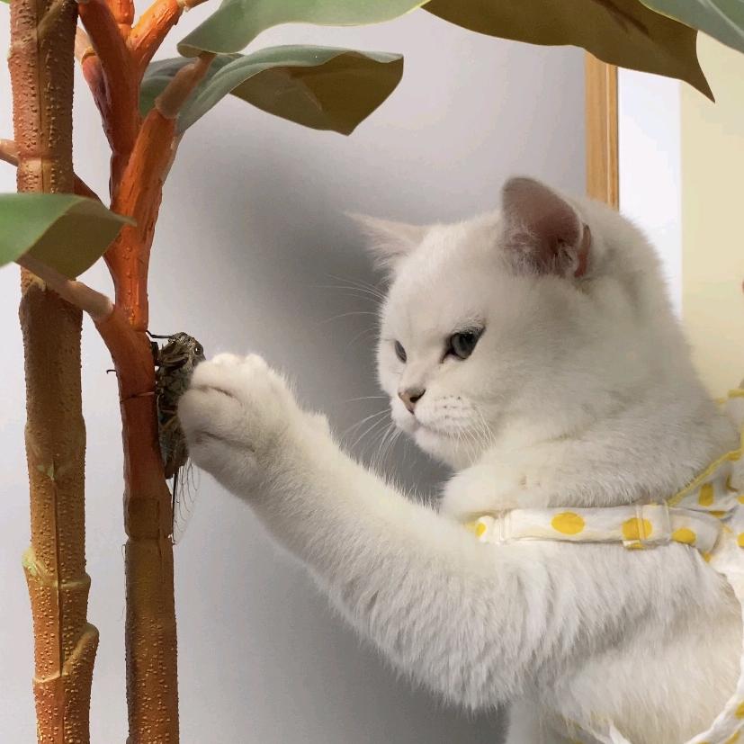 奶糖不是糖