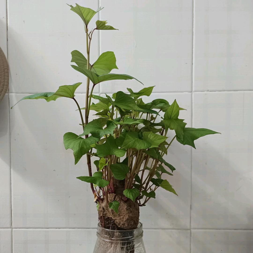 小葱葱