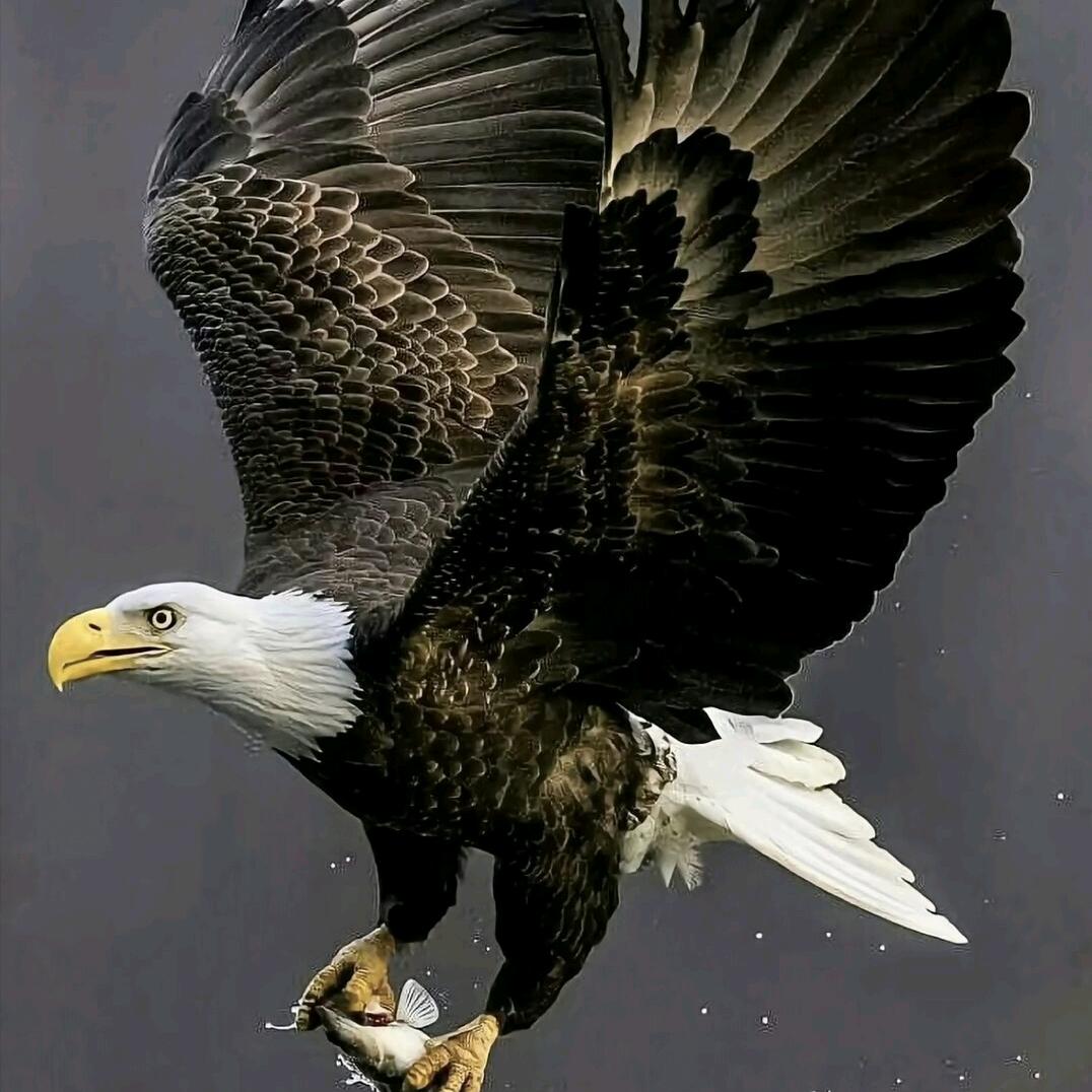 张杰锋