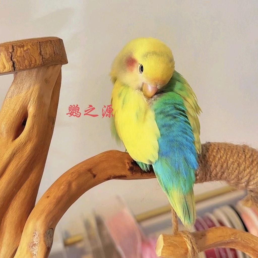 鹦之源萌宠