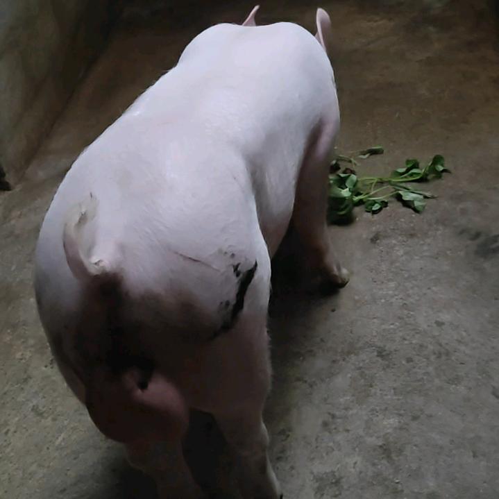 乡村贤哥种猪