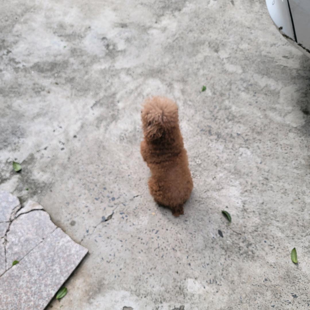 菜。