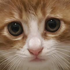 也曾吃过两碗饭