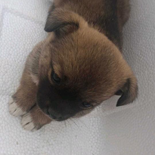 凤是猪