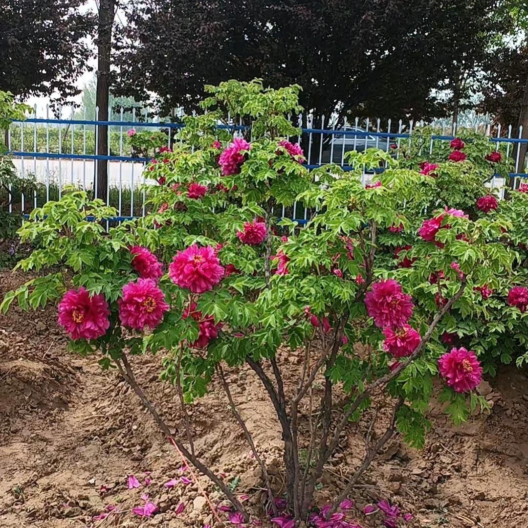 山东菏泽牡丹园林🌲杨宝瑞