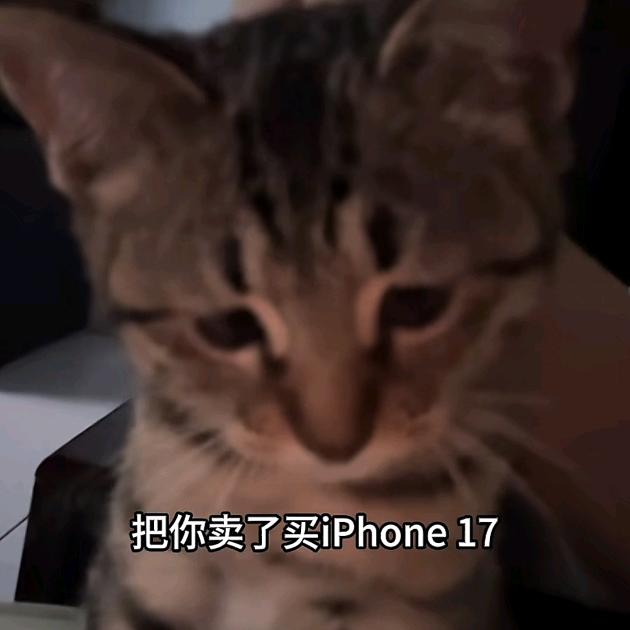 炒鸡无敌猫猫头