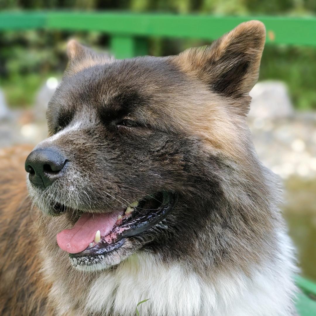 九耳And一朵🐕