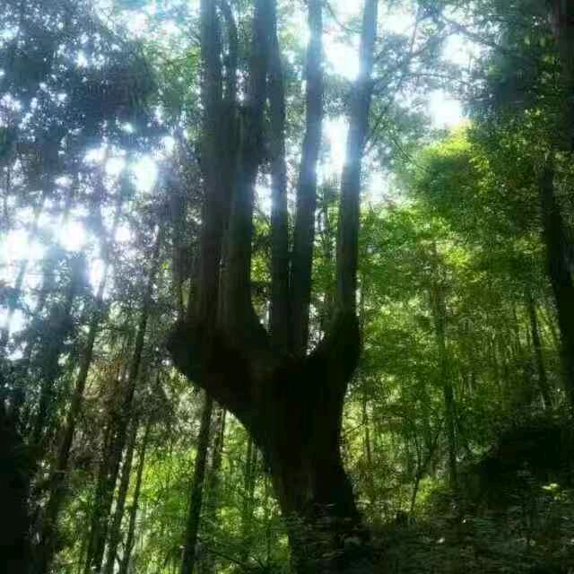宁强县汉源苗木种植基地