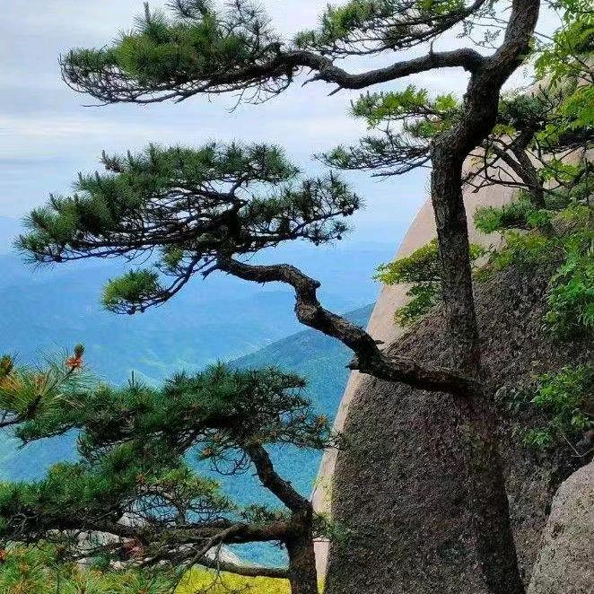 二施歌