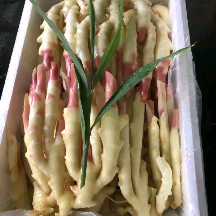 云南生姜代言人