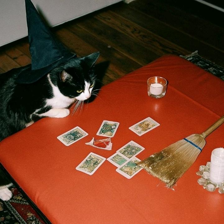 猫眼塔罗屋官方号