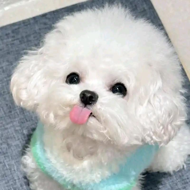 好吃小碧熊🐶
