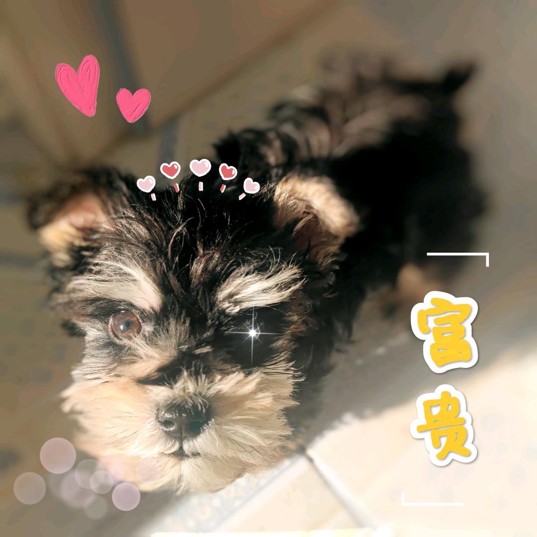 富贵儿的快乐生活