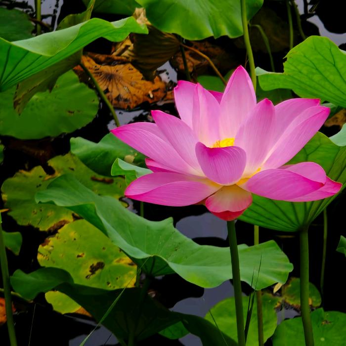 🌸随遇而安🌸