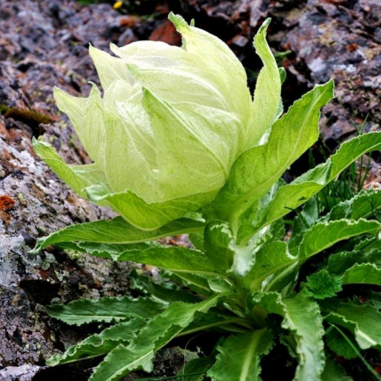 笑看人生（视频同款在橱窗