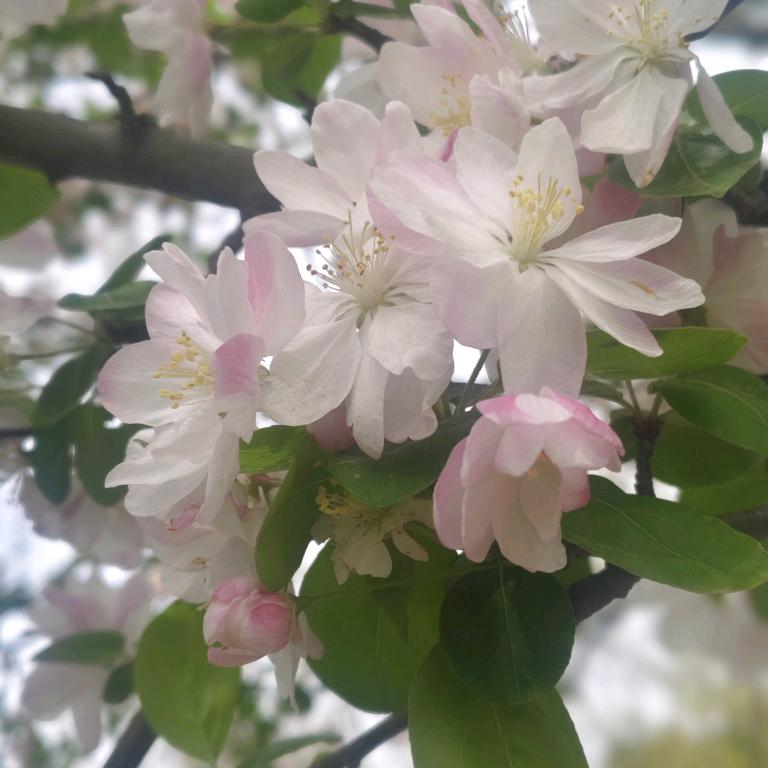 @ 小馋猫 🍭🍎