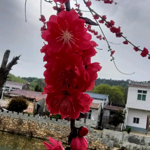 琼🌸李