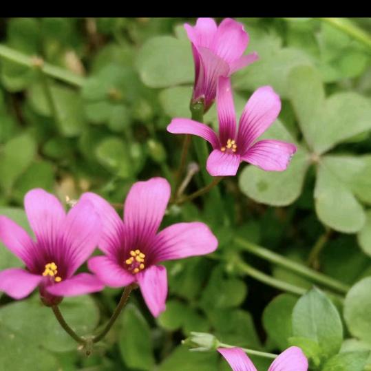 圆🌸梦
