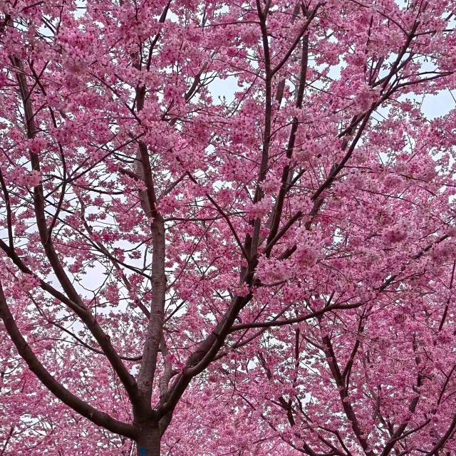 肥西花城苗圃