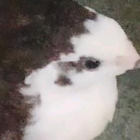 咯咯哒 ୧⍢⃝୨