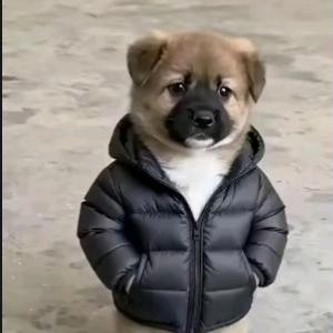 叁哥（各种互赞.评）