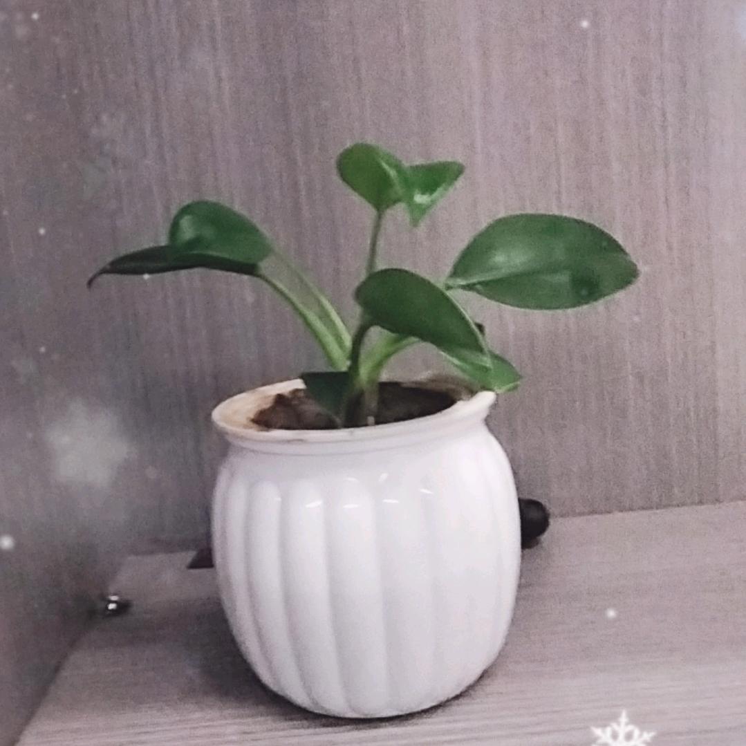 恭喜发财