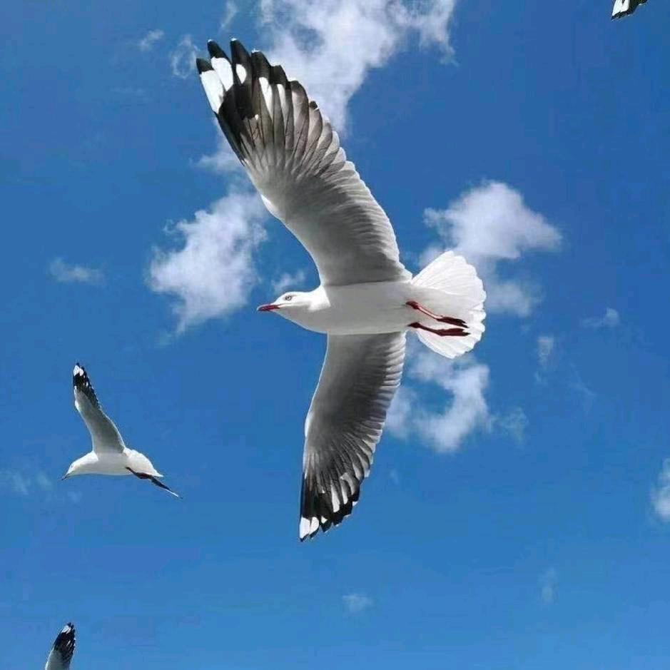 自由自在.