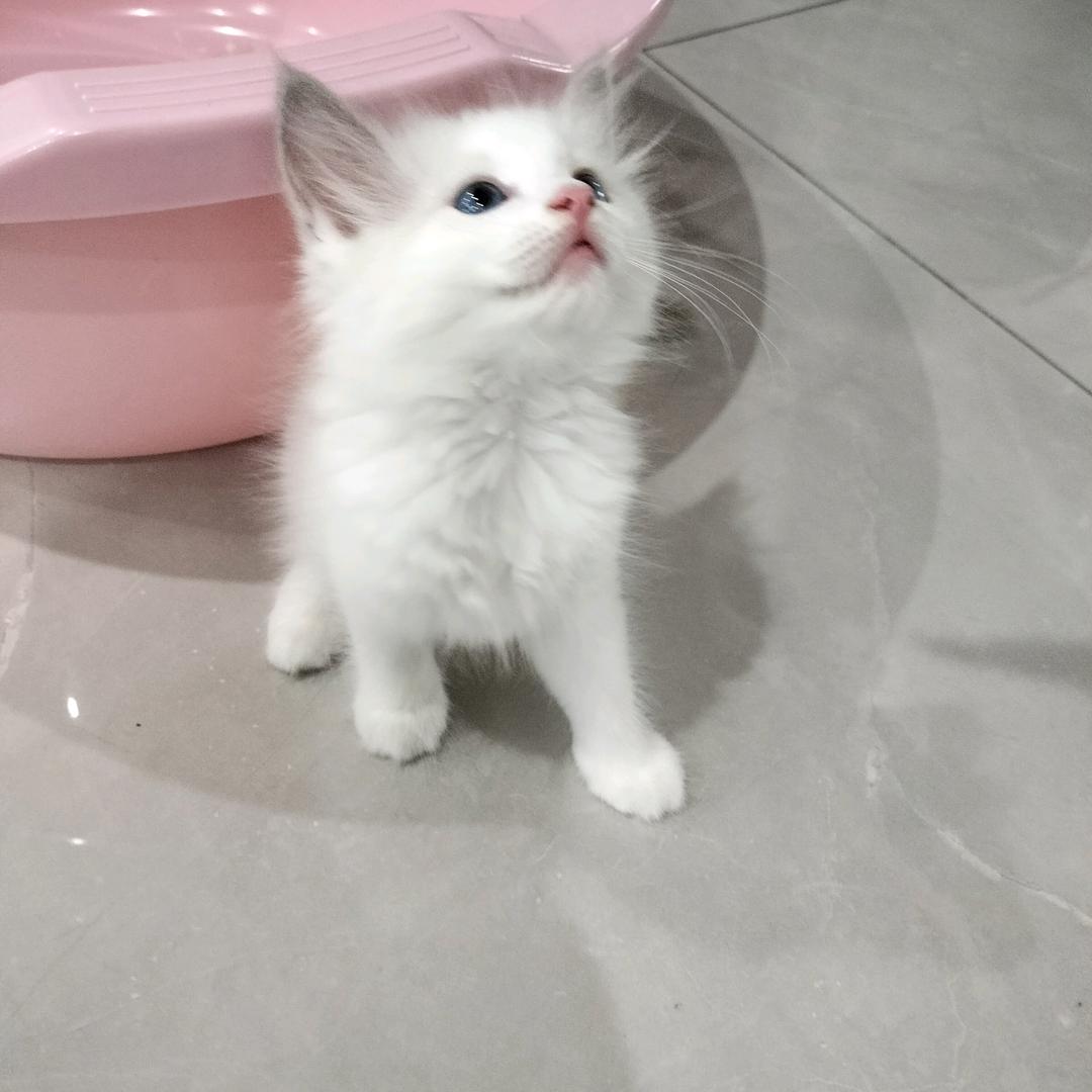 倩