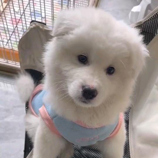 耶耶火锅