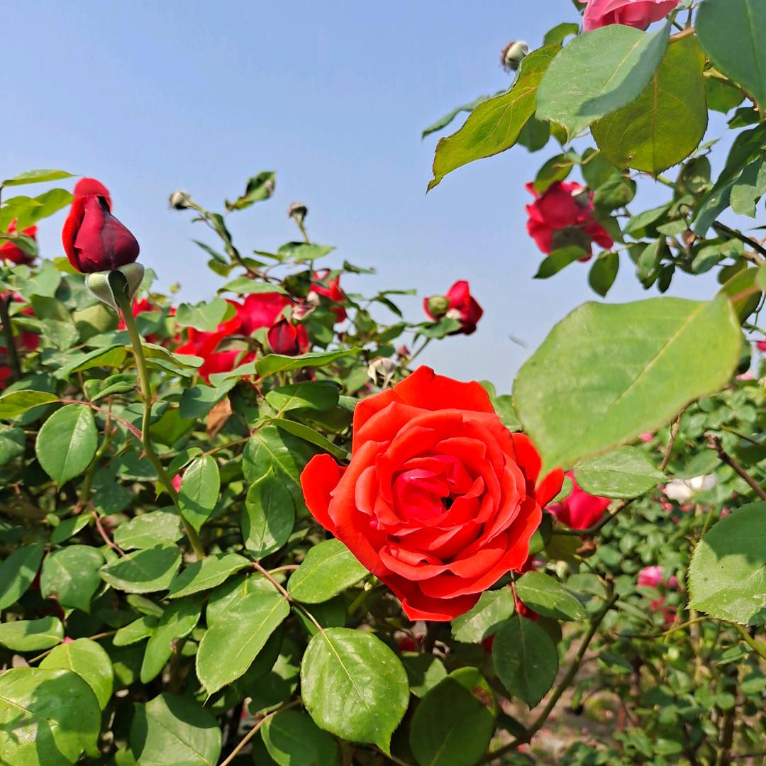 心语星愿🌹