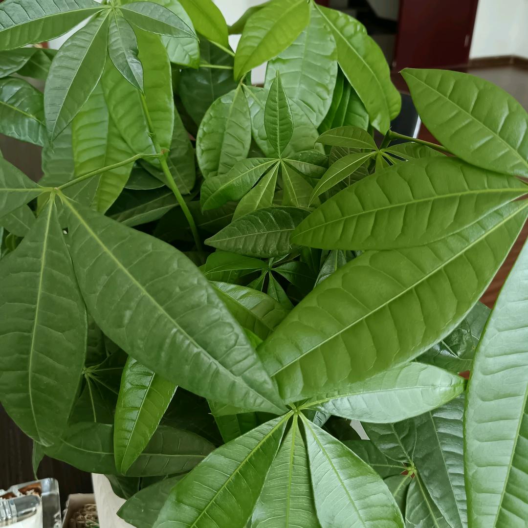 万来养殖技术服务部