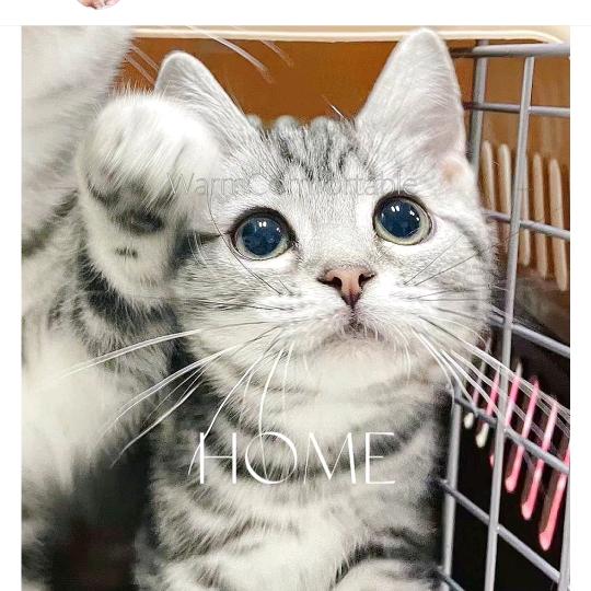 一只小胖猫