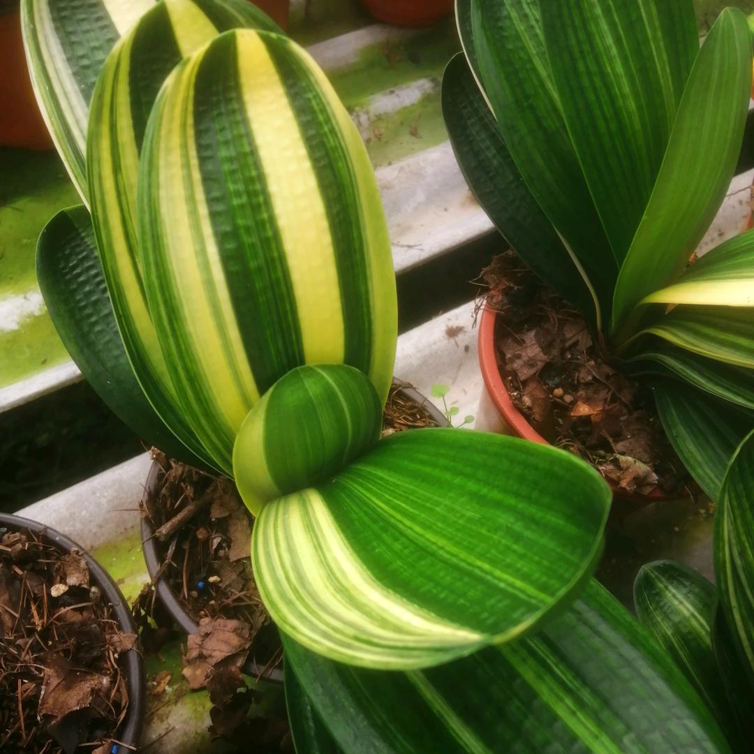 小娜园艺君子兰花卉坊