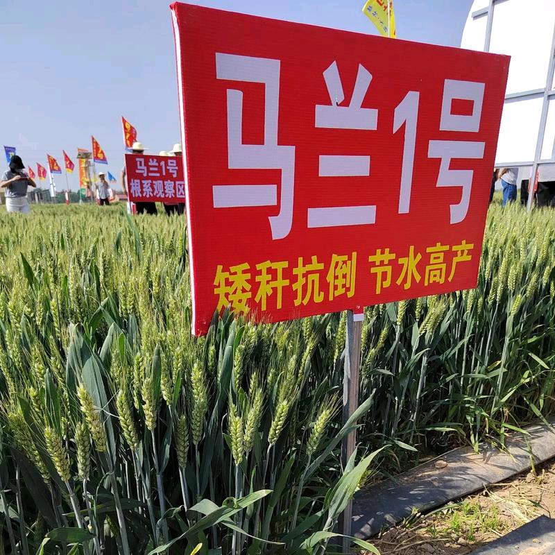 临河堡梁小美农资门市