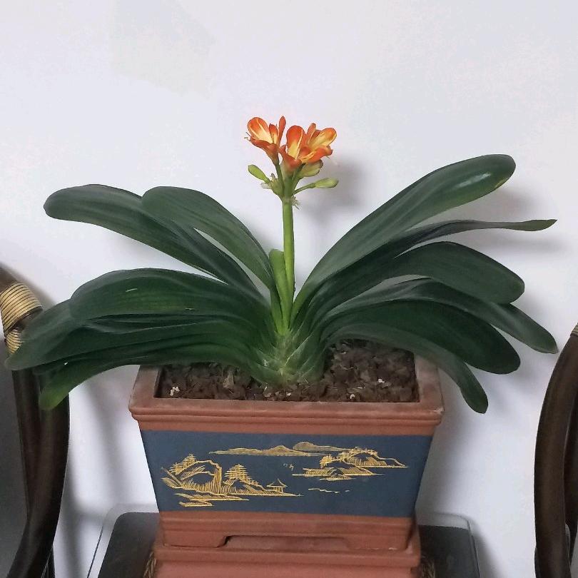 福顺安康