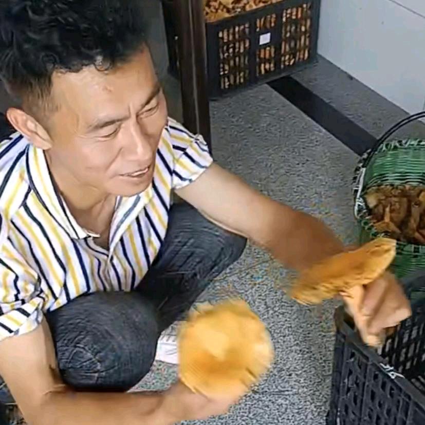 子乎也者矣焉哉（枞树菇产地，菇山直达）