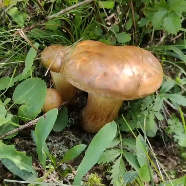 小王东北农产品线上店