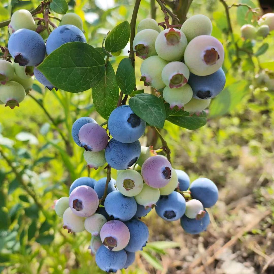 北川生态蓝莓园