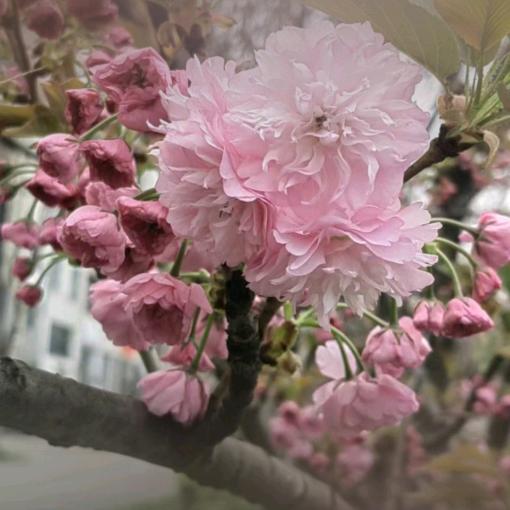樱花草