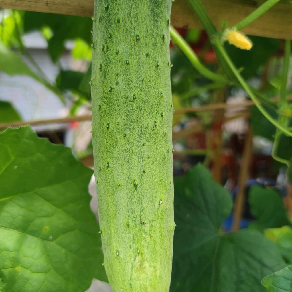 ༒࿈大༙྇冬༙྇瓜༙྇࿈༒