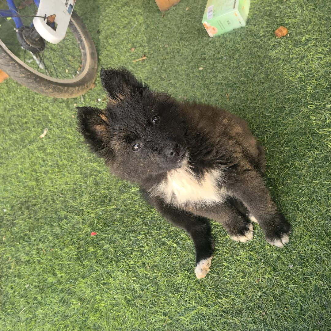 长老富贵（流浪狗救助站）