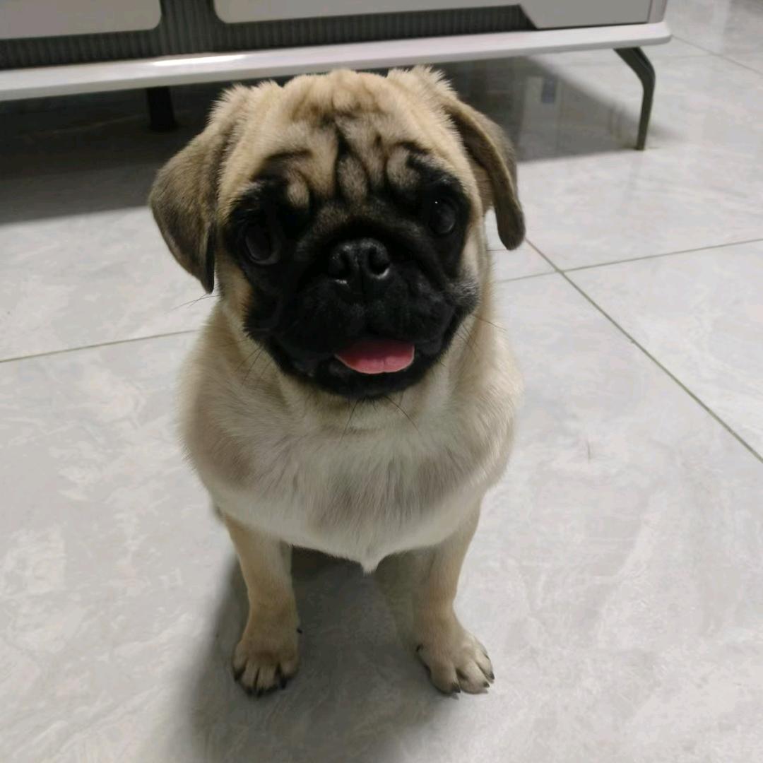 毛孩子的铲屎官