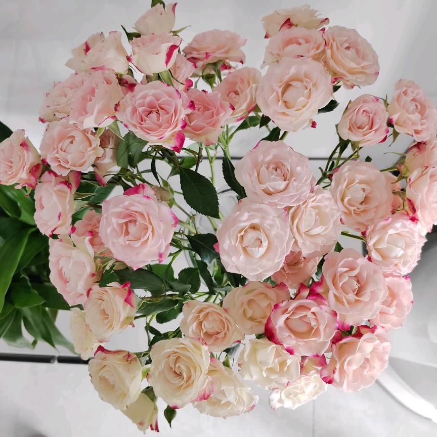 惊喜开屏广告-憨憨（极速版）