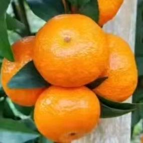 农🍊夫