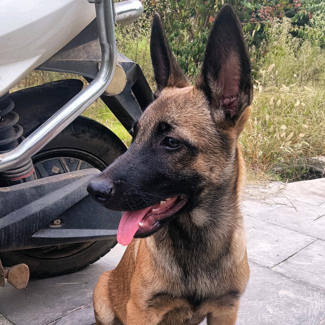 马犬(🉑乐)