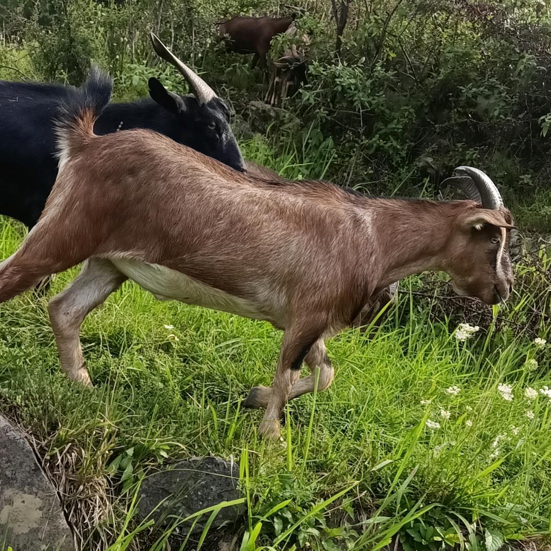 旺哥 出售本地羊